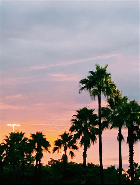 Miami Sunset 🌅 Miami Sunset Florida Palm Trees Miami Palm