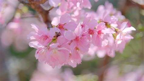 Pink Sakura Flower Petals Tree Branches In Blur Background 4k Hd