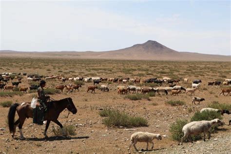 Why Do Nomads Migrate Or Move Migration Of Mongolian Nomads