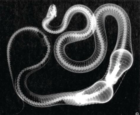 Snake Radiograph X Ray Vet Medicine Pine Snake