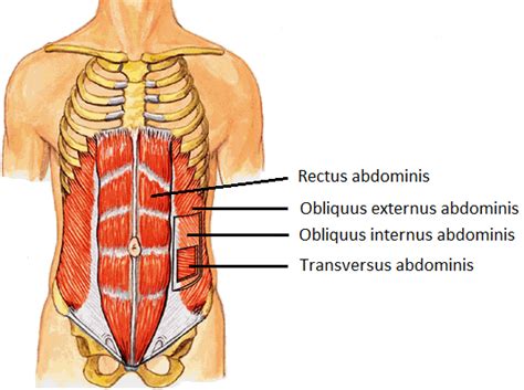 Anatomie Van De Buikwand Buikwandcorrectie