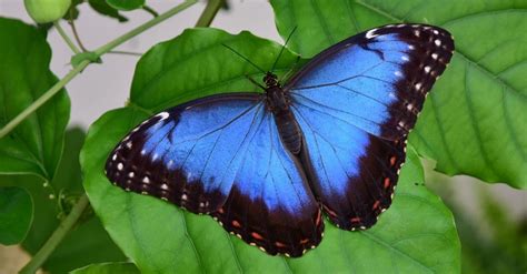 10 Rarest Butterflies In The World Unianimal