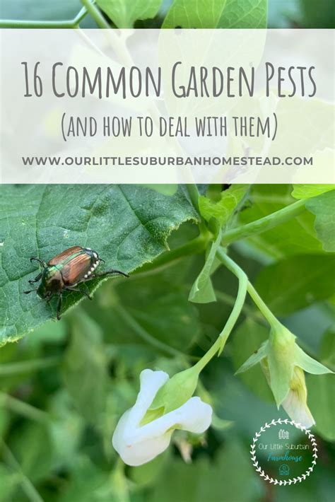 16 Common Garden Pests And How To Deal With Them Artofit