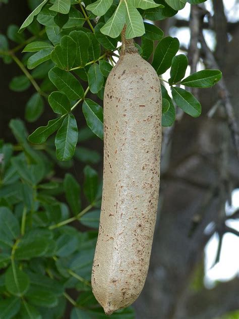 Pin On Exotic Green Fruitveg