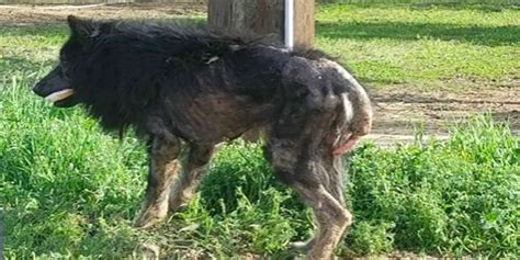 German Shepherd Mistaken For Werewolf Makes Amazing Recovery The Dodo