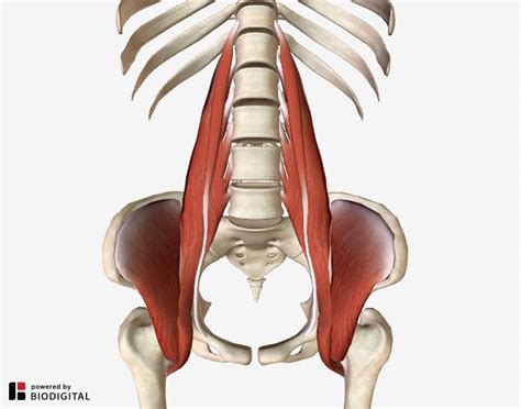 Iliopsoas Syndrome The Hidden Root Of Pain