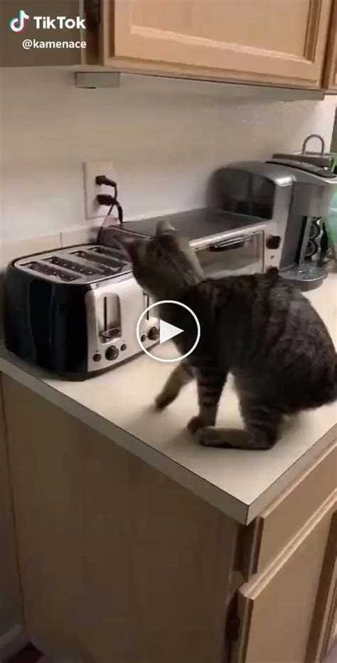 Funny Cat Toaster Challenge Funny Cats Cute Funny Animals Funny Cat