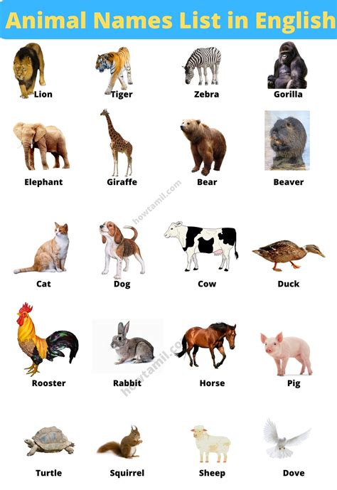 Popular Animal Names List In English With Picture