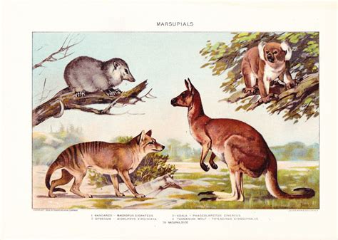 1903 Animal Print Marsupials Vintage Antique Home Decor Book Plate