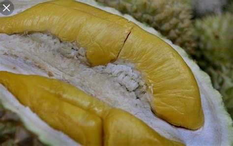 Durian dengan asal benih dari malaysia ini dikenal sebagai durian. Warisan PESAGI: Buah Durian Musang King dan pokok durian ...