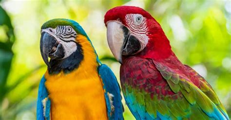 Macaw Vs Parrot Whats The Difference A Z Animals