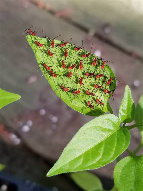 Group Of Small Red Bugs On Pepper Leaf In N Carolina Whatsthisbug