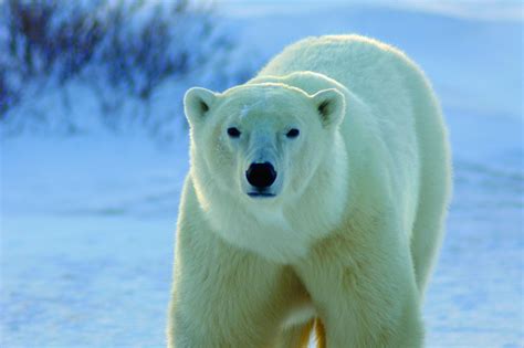 Ultimate Polar Bear Adventure In Churchill Canada