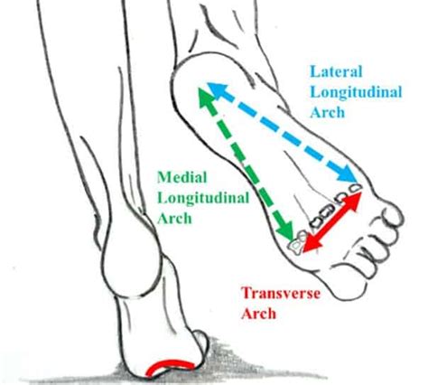 Basics Of Anatomy Arches Of The Foot Moushus Pilates