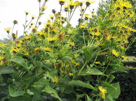 Киста на почке диета