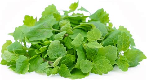 Micro Lemon Mint Information Recipes And Facts