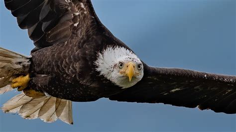 Bald Eagle Picturs Carinewbi