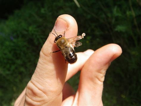 Drone Bee With Deformed Wings Drone Bee Bee Plan Bee
