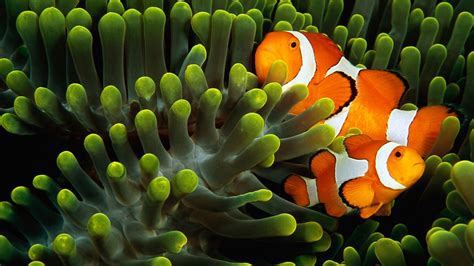 Wallpaper Animals Underwater Coral Reef Clownfish 1920x1080 Px
