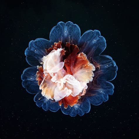 Jellyfish Underwater Photography Alexander Semenov 5 Fubiz Media