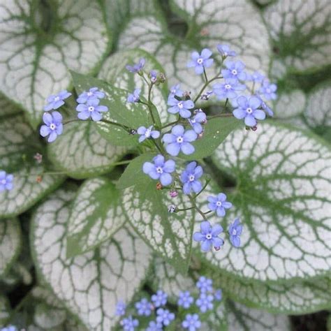 Brunnera Macrophylla Jack Frost Siberian Bugloss Middleton Nurseries