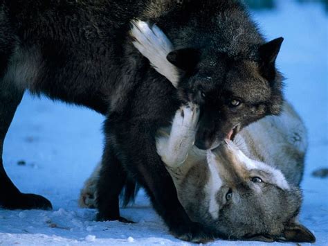 2560x1440px 2k Free Download Playing Wolves Fighting Wolves