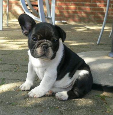 Please check back in the future for any potential expansion. French bulldog puppies for adoption