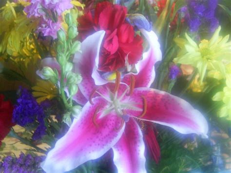 Free Picture Lily Flowers Assortment