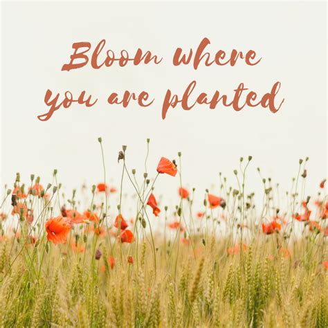 Bloom Where You Are Planted Ana Baltazar Training And Coaching