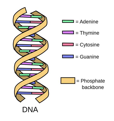 The nitrogenous base is attached to the _carbon and the phosphate is attached to the _____carbon of the sugar in dna. How does DNA make a person? | Purple Triceratops