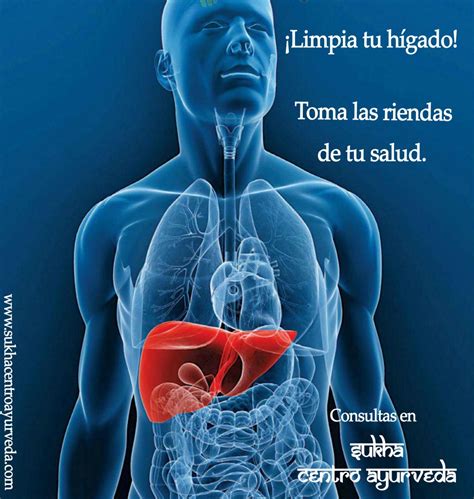 HÍGADO Fábrica principal y centro de desintoxicación del cuerpo