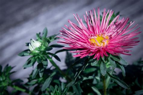 Pink Flower Chinese Aster Free Stock Photo Public Domain Pictures