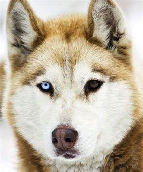 Huskies Often Have Heterochrom Is Listed Or Ranked 4 On The List 15 Stunning Photos Of