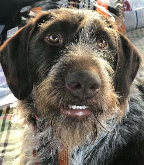 The whiskery german wirehaired pointer is an enthusiastic, sweet companion who does best with rigorous activity. McKenna's Web Page