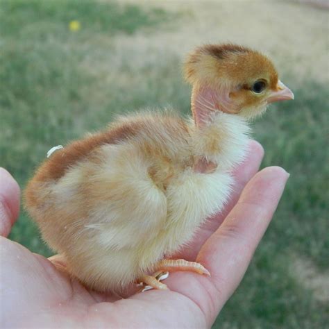 Enchanting Naked Neck Chicken Photos: Explore Their World in Video