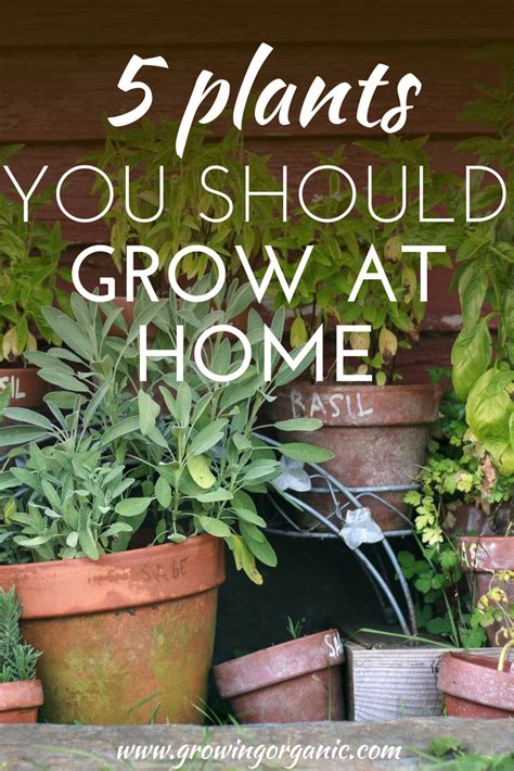 Here Are 5 Plants You Should Grow At Home Starting In 2018
