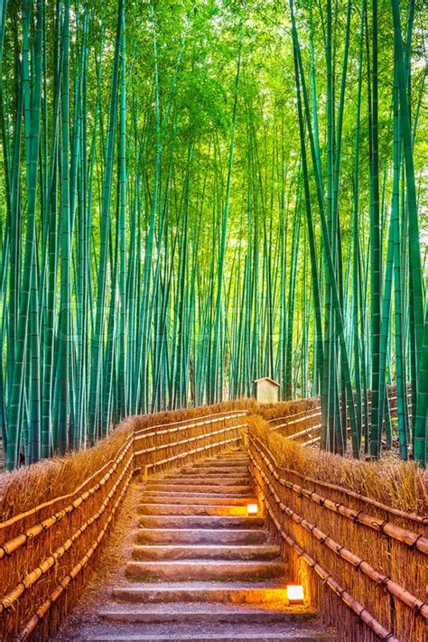 Bamboo Forest In Kyoto Japan Stock Image Colourbox