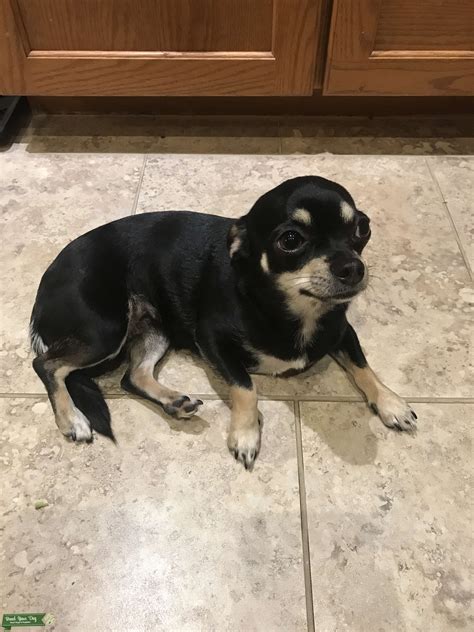Female Chihuahua Looking For Stud Stud Dog In Ontario United States