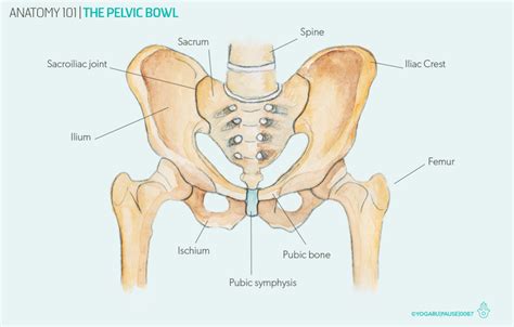 The pelvic girdle consists of two symmetrical halves. Anatomy 101 - The pelvic bowl — YOGARU