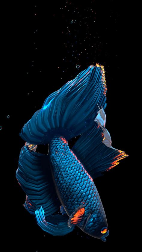 🔥 Download Betta Fish Live Wallpaper For Android Apk By Edwards Live