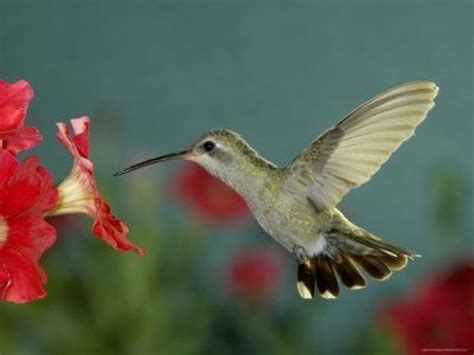 Aug 11, 2021 · they bear spectacular flowers in the spring that are effective for attracting hummingbirds. Fascinating Hummingbirds! | HubPages