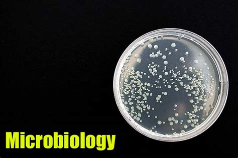 Microbiology Medical Microbiology Study Of Microbes Bioexplorernet