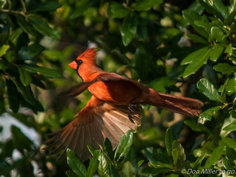 Wallpaper Birds Nature Outdoors Branch Wildlife Beak Florida