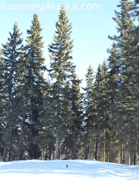 The Black Spruce Remedies And Uses Roaming Alaska