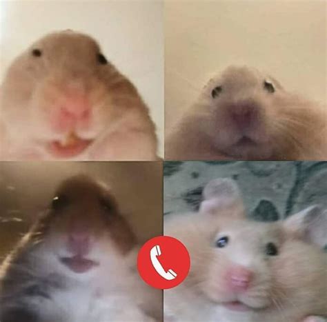 The Best 5 Rat Meme Facetime Lexicalapics