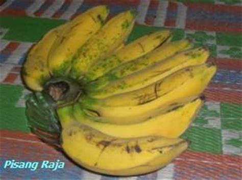 Check spelling or type a new query. Pokok Pisang: JENIS-JENIS PISANG