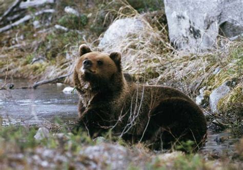Difference Between Brown Bear And Grizzly Bear Nature Travels Blog
