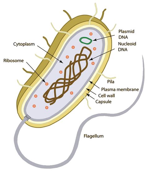 In prokaryotic cells, on the other hand, there is no nucleus, but rather a nucleoid region that is not surrounded by a separate membrane. Standard 2: Prokaryotic & Eukaryotic Cells at Tualatin ...