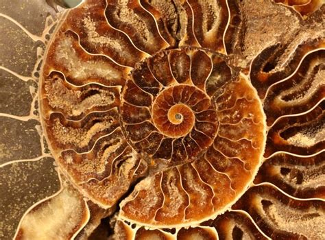 Spiral Fossil Spiral Sea Design Ammonite
