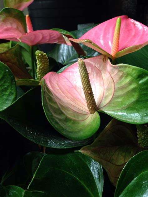 Lovely Anthuriums In Bloom Rolling Greens Anthurium Greenhouse